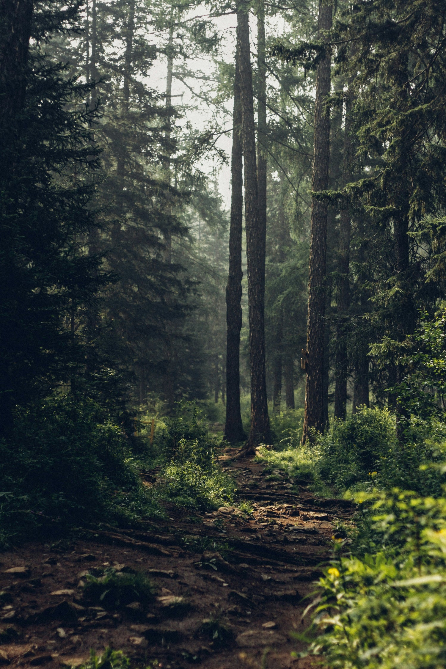 Earthy & Woody Scents