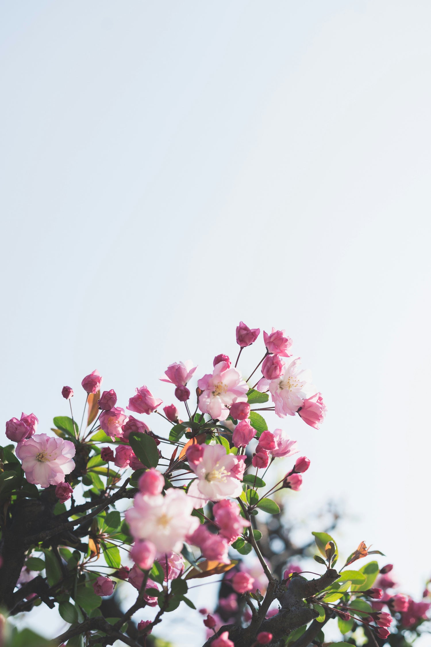 Floral & Fresh Scents